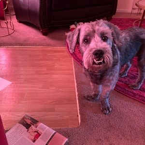 Meet your Posher, Joy